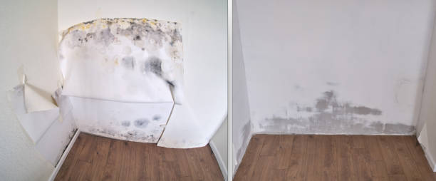 Certified Mold Removal in Highspire, PA